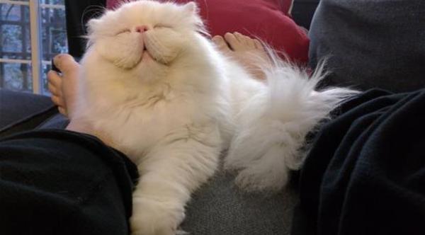 بالصور: أشهر القطط "المبتسمة" عبر الانترنت