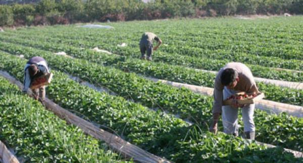 سلسلة مطاعم للوجبات السريعة بالفلبين تتبرع بعشرة ملايين بيزو للمزارعين
