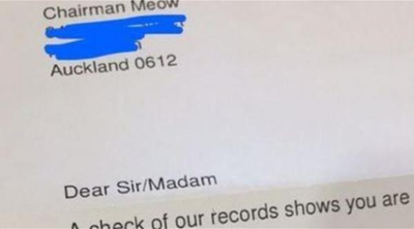 نيوزلندا: قط يتلقى دعوة رسمية للمشاركة في الانتخابات