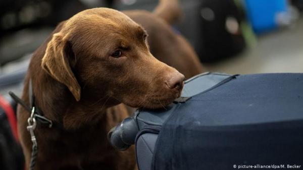 دراسة ألمانية: الكلاب تستطيع اكتشاف الإصابة بكورونا