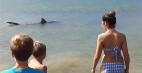 بالفيديو والصور.. لحظة مهاجمة قرش المصطافين بأحد شواطئ نيوزيلندا