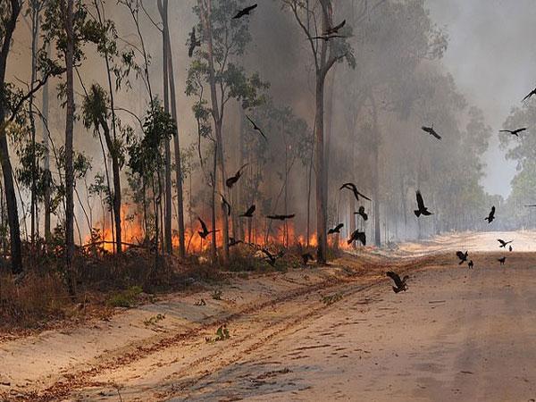 سبحان الله...طيور "الحدأة السوداء" تشعل عمدا النار في غابات أستراليا لهذا السبب (صور)