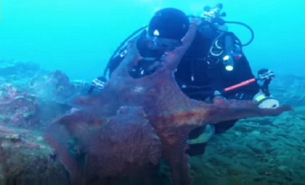 أخطبوط ضخم يهاجم غطاسا ويستولي على كاميرته (فيديو)