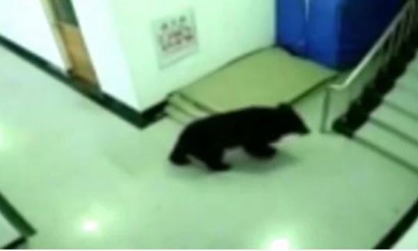 بالفيديو: دب يقتحم مدرسة بحثاً عن الطعام