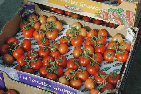 المكتب الوطني للسلامة الصحية للمنتجات الغذائية يؤكد أن الطماطم المغربية مطابقة لمعايير السلامة الصحية