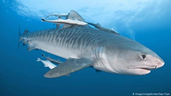 أغنية "بيبي شارك" تزيح  "ديسباسيتو" من على عرش الأغاني الأكثر مشاهدة على موقع يوتيوب