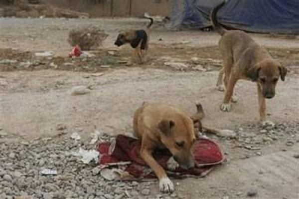 حملة على الكلاب الضالة بمرتيل