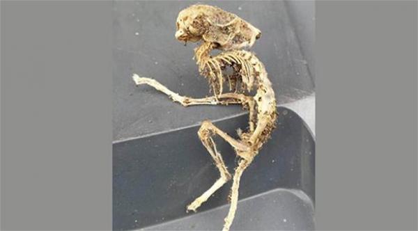 بريطاني يعثر على كائن فضائي في مطبخ منزله