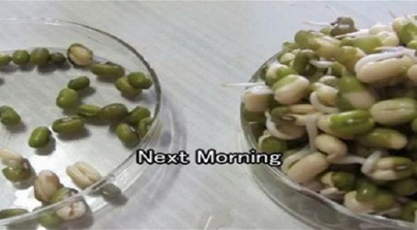  الطبق بالبذور المزدهرة من غرفة لم تتعرض للأشعة المنبعثة من الهاتف المحمول، ومقابلها البذور الميتة (موقع هيلثي ليفينغ) 