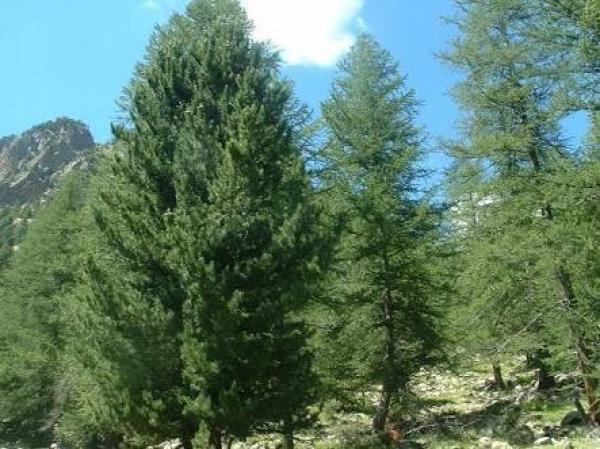 أشجار الشوح الاصطناعية خطرة على الصحة