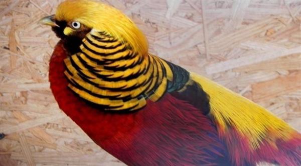 رصد طائر نادر في متنزه بتايلاند وسط الإغلاق بسبب كورونا