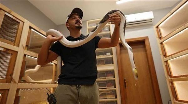 حب سعودي للثعابين يجعله يخصص وقته لتهجينها في حديقة منزله