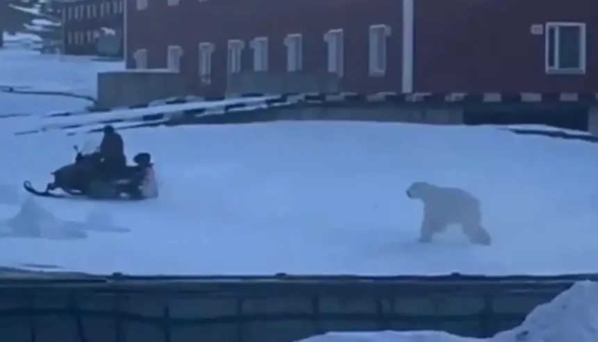 فيديو صادم: رجل ينجو بأعجوبة من هجوم مباغت لدب قطبي