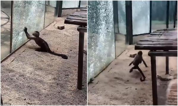 قرد ذكي يستعين بحجر ويكسر زجاج القفص المحبوس به