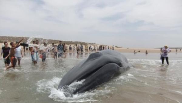 صورة من الأرشيف