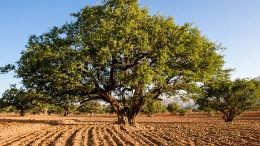 أكادير تحتفي بالأركان.. الشجرة الأيقونية بالمغرب
