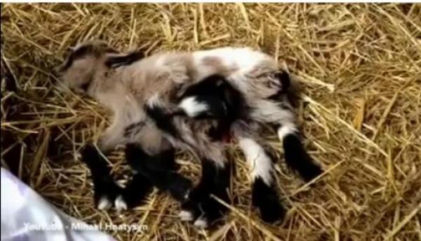 بالفيديو: ماعز بثمانية أرجل وجهازين تناسليين