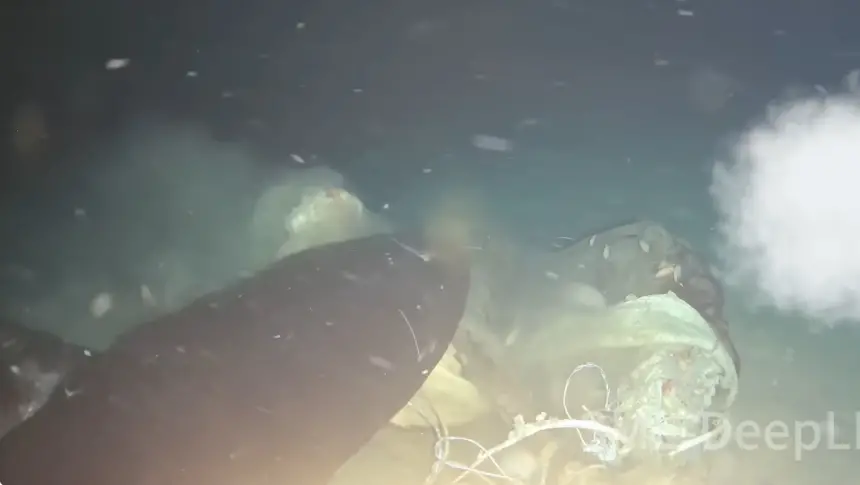 بالفيديو.. جثة بقرة في أعماق البحر تكشف ظهوراً نادراً لأسماك قرش غامضة