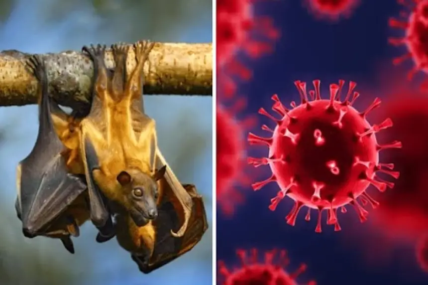 فيروس كورونا جديد في خفافيش البرازيل يثير المخاوف من جائحة محتملة
