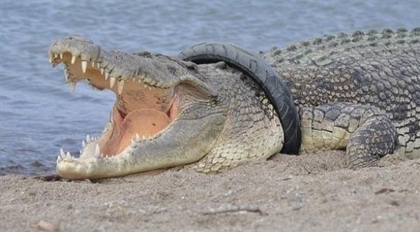 محاولة تحرير تمساح علق منذ سنوات في إطار دراجة نارية