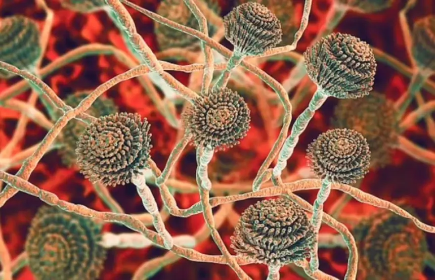 فطر قاتل ينتشر في مستشفيات بريطانيا ويثير قلقاً صحياً عالمياً