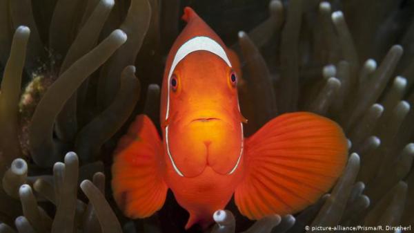 دراسة: التلوث الضوئي يهدد تكاثر سمكة شهيرة