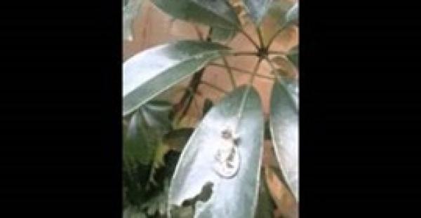 بالفيديو.. "حرباء" تضع مولودها أثناء تسلقها شجرة