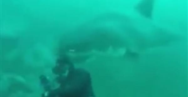 غطاس ينجو من عضة قرش عملاق (فيديو)