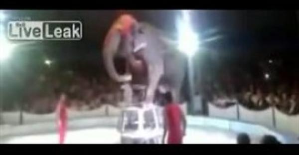 بالفيديو.. لحظة سقوط فيل من أعلى سلم بالسيرك