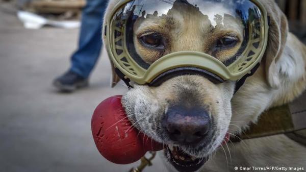 حزن في المكسيك بعد نفوق كلبة الإنقاذ الشهيرة "فريدا"