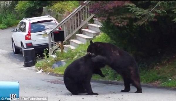 بالفيديو: دبان يصفيان حساباتهما أمام منزل أمريكي