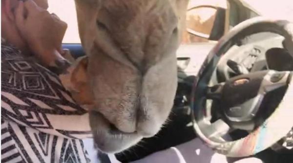 جمل ونعامة يهاجمان سيارة سياح ويسرقان طعامهم