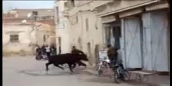انتفاضة ثور أسود بمدينة وجدة المغربية 