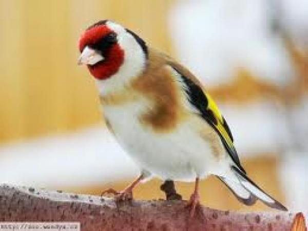 كرسيف: حجز 350 من الطائر الحسون المغرد كانت في طريقها نحو الجزائر بطريقة غير قانونية 