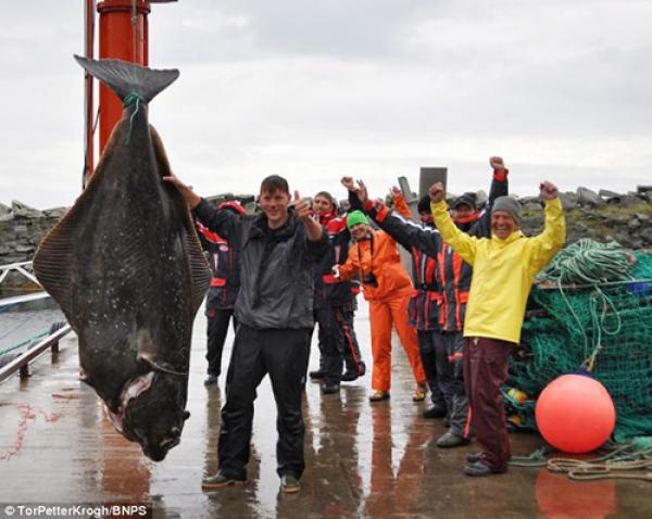 صياد يحقق الرقم القياسي باصطياد سمكة أثقل من الغوريلا