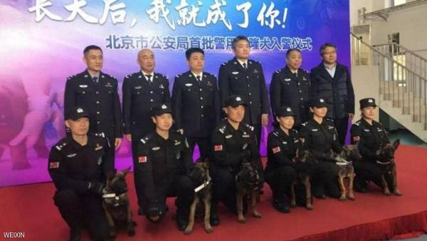 الصين تتمكن من استنساخ 6 كلاب بوليسية بمهارات استثنائية