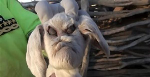بالفيديو.. ولادة ماعز بوجه مخيف يرعب السكان المحليين