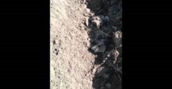 بالفيديو.. 4 فئران صغيرة ترفض ترك والدتها