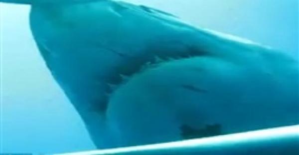 بالفيديو والصور.. قرش حامل تسبح بالقرب من غواص