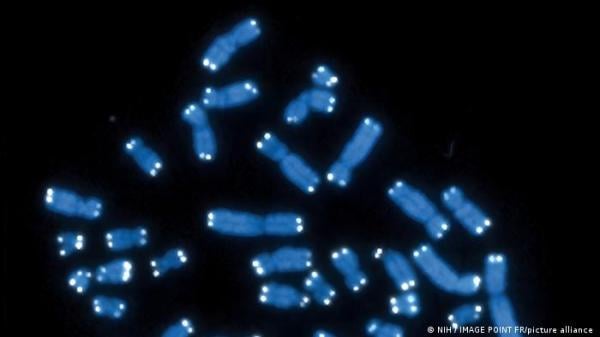 دراسة جديدة على "خلايا الزومبي" تجيب.. هل يمكن تأخير الشيخوخة؟