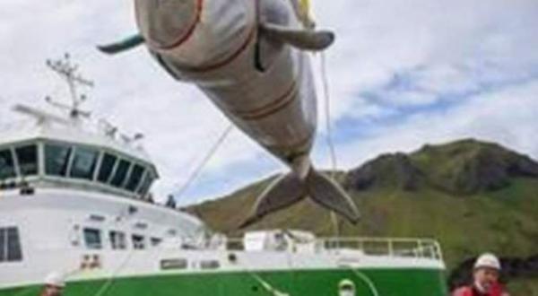 حوتان يستعيدان حريتهما بعد احتجازهما لمدة 9 سنوات في الصين