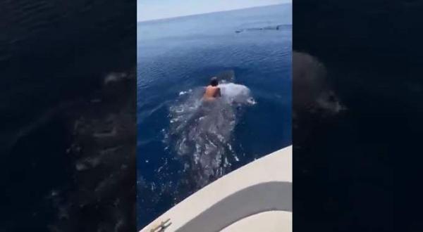 رجل يقفز على ظهر حوت في البحر الأحمر(فيديو)