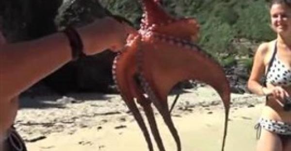 بالفيديو والصور.. إخطبوط يعلق بذراع رجل يحاول طهيه