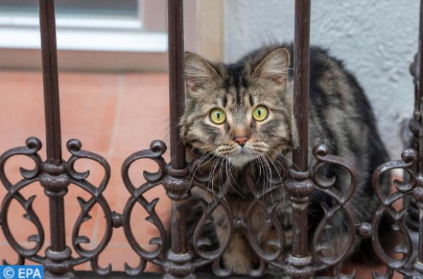 الحيوانات الأليفة، سوق في أوج ازدهارها