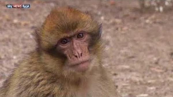 المغرب.. جهود للحفاظ على قرود الماغو النادرة