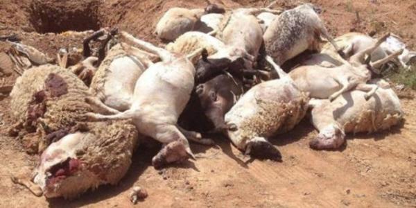 فعل إجرامي وراء نفوق مواشي بأمزميز ضواحي الحوز