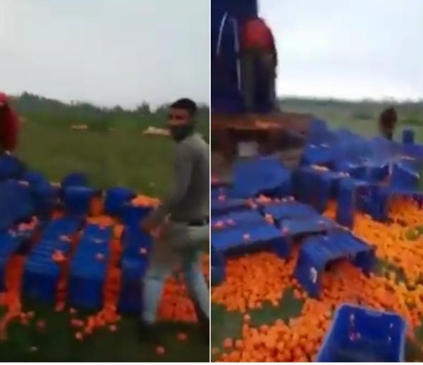 بركان : اتلاف كميات كبيرة من البرتقال و رميها للبهائم