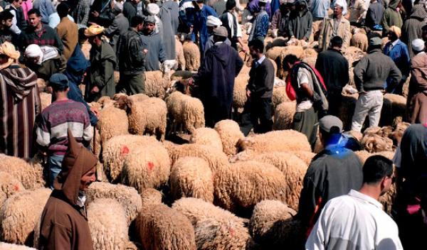 الشناقة والإعلام ويرفعان أسعار أضاحي العيد