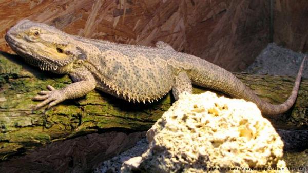 تعرف على ما تحلم به الزواحف أثناء نومها