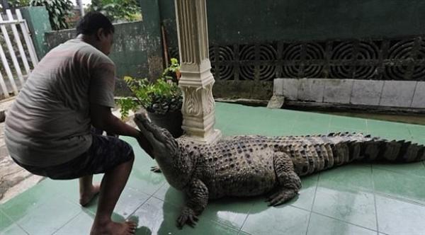 بالفيديو: عائلة تربي تمساحاً مفترساً كحيوان أليف